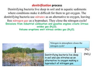 denitrification process
Denitrifying bacteria live deep in soil and in aquatic sediments
where conditions make it difficult for them to get oxygen. The
denitrifying bacteria use nitrates as an alternative to oxygen, leaving
free nitrogen gas as a byproduct. They close the nitrogen cycle!
Emissions from industrial combustion and gasoline engines create nitrous
oxides gas (N2O).
Volcano eruptions emit nitrous oxides gas (N2O).
Denitrifying bacteria live deep
in soil and use nitrates as an
alternative to oxygen making a
byproduct of nitrogen gas.
Nitrogen in atmosphere closes the
nitrogen cycle!
(NO3)
(N2)
 