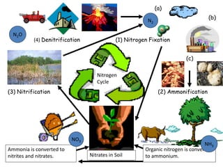 (1) Nitrogen Fixation
(3) Nitrification (2) Ammonification
(4) Denitrification
Nitrogen
Cycle
Nitrates in Soil
Ammonia is converted to
nitrites and nitrates.
Organic nitrogen is converted
to ammonium.
(a)
(b)
(c)
N2
NH3
NO3
N2O
 