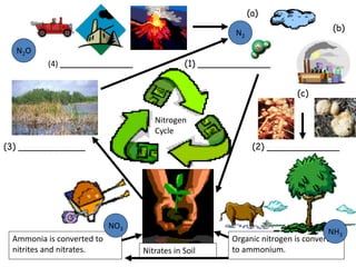 (1) _____________
(3) ____________ (2) _____________
(4) _____________
Nitrogen
Cycle
Nitrates in Soil
Ammonia is converted to
nitrites and nitrates.
Organic nitrogen is converted
to ammonium.
(a)
(b)
(c)
N2
NH3
NO3
N2O
 