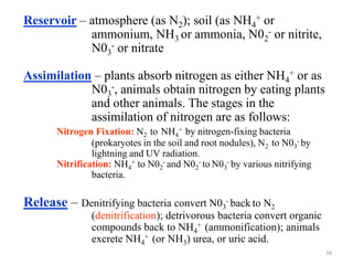 Reservoir – atmosphere (as N2); soil (as NH4
+ or
ammonium, NH3 or ammonia, N02
- or nitrite,
N03
- or nitrate
Assimilation – plants absorb nitrogen as either NH4
+ or as
N03
-, animals obtain nitrogen by eating plants
and other animals. The stages in the
assimilation of nitrogen are as follows:
Nitrogen Fixation: N2 to NH4
+ by nitrogen-fixing bacteria
(prokaryotes in the soil and root nodules), N2 to N03
- by
lightning and UV radiation.
Nitrification: NH4
+ to N02
- and N02
- to N03
- by various nitrifying
bacteria.
Release – Denitrifying bacteria convert N03
- back to N2
(denitrification); detrivorous bacteria convert organic
compounds back to NH4
+ (ammonification); animals
excrete NH4
+ (or NH3) urea, or uric acid.
38
 