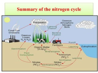 Summary of the nitrogen cycle
39
 
