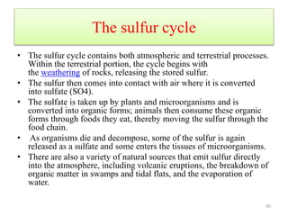 The sulfur cycle
• The sulfur cycle contains both atmospheric and terrestrial processes.
Within the terrestrial portion, the cycle begins with
the weathering of rocks, releasing the stored sulfur.
• The sulfur then comes into contact with air where it is converted
into sulfate (SO4).
• The sulfate is taken up by plants and microorganisms and is
converted into organic forms; animals then consume these organic
forms through foods they eat, thereby moving the sulfur through the
food chain.
• As organisms die and decompose, some of the sulfur is again
released as a sulfate and some enters the tissues of microorganisms.
• There are also a variety of natural sources that emit sulfur directly
into the atmosphere, including volcanic eruptions, the breakdown of
organic matter in swamps and tidal flats, and the evaporation of
water.
40
 