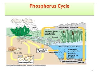 Phosphorus Cycle
46
 