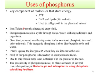 Uses of phosphorus
• key component of molecules that store energy
• ATP
• DNA and lipids ( fat and oil)
• Used to cell growth in the plant and animal
• Insufficient P results decreased crop yield.
• Phosphorus moves in a cycle through rocks, water, soil and sediments and
organisms.
• Over time, rain and weathering cause rocks to release phosphate ions and
other minerals. This inorganic phosphate is then distributed in soils and
water.
• Plants uptake the inorganic P, when they die it turns to the soil.
• most of our phosphorus is locked up in sediments and rocks.
• Due to this reason there is no sufficient P in the plant or in the soil.
• The availability of phosphorus in soil to plants depends of several
reversible pathways: Bacteria, ph and adsorption or using phosphate
solublizing fertilizers
47
 