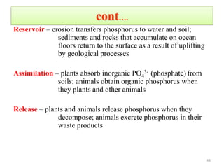 cont….
Reservoir – erosion transfers phosphorus to water and soil;
sediments and rocks that accumulate on ocean
floors return to the surface as a result of uplifting
by geological processes
Assimilation – plants absorb inorganic PO4
3- (phosphate) from
soils; animals obtain organic phosphorus when
they plants and other animals
Release – plants and animals release phosphorus when they
decompose; animals excrete phosphorus in their
waste products
48
 