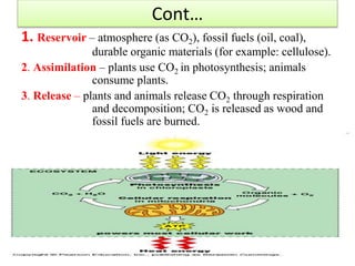 Cont…
1. Reservoir – atmosphere (as CO2), fossil fuels (oil, coal),
durable organic materials (for example: cellulose).
2. Assimilation – plants use CO2 in photosynthesis; animals
consume plants.
3. Release – plants and animals release CO2 through respiration
and decomposition; CO2 is released as wood and
fossil fuels are burned.
50
 