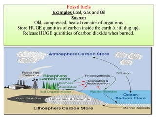 Fossil fuels
Examples Coal, Gas and Oil
Source:
Old, compressed, heated remains of organisms
Store HUGE quantities of carbon inside the earth (until dug up).
Release HUGE quantities of carbon dioxide when burned.
51
 