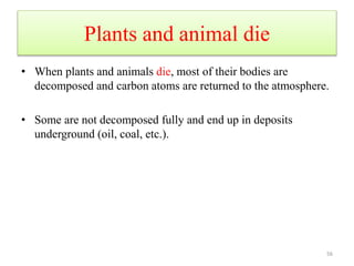 Plants and animal die
• When plants and animals die, most of their bodies are
decomposed and carbon atoms are returned to the atmosphere.
• Some are not decomposed fully and end up in deposits
underground (oil, coal, etc.).
56
 