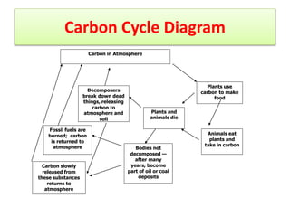 Carbon Cycle Diagram
Carbon in Atmosphere
Plants use
carbon to make
food
Animals eat
plants and
take in carbon
Plants and
animals die
Decomposers
break down dead
things, releasing
carbon to
atmosphere and
soil
Bodies not
decomposed —
after many
years, become
part of oil or coal
deposits
Fossil fuels are
burned; carbon
is returned to
atmosphere
Carbon slowly
released from
these substances
returns to
atmosphere
 