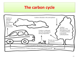 The carbon cycle
60
 