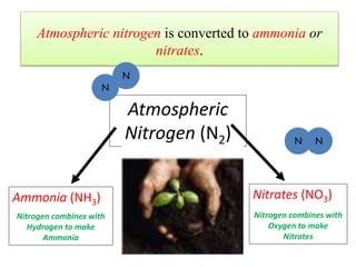 Atmospheric nitrogen is converted to ammonia or
nitrates.
Ammonia (NH3)
Nitrogen combines with
Hydrogen to make
Ammonia
Nitrates (NO3)
Nitrogen combines with
Oxygen to make
Nitrates
Atmospheric
Nitrogen (N2)
N
N
N
N
 