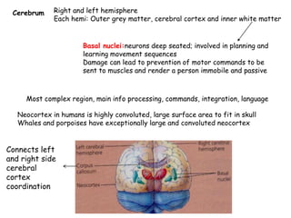 8. nervous system | PDF