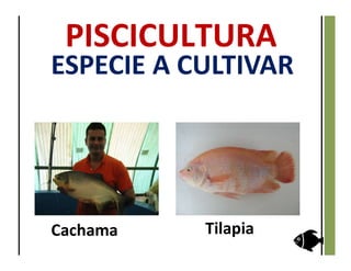 Cachama Tilapia
ESPECIE A CULTIVAR
 