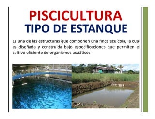 Es una de las estructuras que componen una finca acuícola, la cual
es diseñada y construida bajo especificaciones que permiten el
cultivo eficiente de organismos acuáticos
TIPO DE ESTANQUE
 