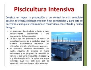 Consiste en lograr la producción a un control lo más completo
posible, se efectúa básicamente con fines comerciales y para esto se
necesitan estanques técnicamente construidos con entrada y salida
de agua.
Piscicultura Intensiva
• Las cosechas y las siembras se llevan a cabo
periódicamente, obedeciendo a una
programación de la producción.
• En este tipo de piscicultura se realiza un
control permanente de la calidad de agua y se
practican abonamientos frecuentes con
estiércol de animales o fertilizantes químicos.
• Se suministra alimento concentrado con
niveles mayores de proteína en forma
permanente y se programa la densidad de
siembra la cual varía de acuerdo a la especie y
el grado de explotación. Se aplica una mayor
tecnología cuya base está dada por los
recambios continuos de agua y/o la aireación
 
