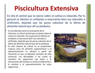 En ella el control que se ejerce sobre el cultivo es reducido. Por lo
general se efectúa en embalses o reservorios bien sea naturales o
artificiales, dejando que los peces subsistan de la oferta de
alimento natural que allí se produzca.
Piscicultura Extensiva
• Es considerada como la contraparte de la
intensiva, en ella el control que se ejerce sobre el
cultivo es reducido. Por lo general se efectúa en
embalses o reservorios bien sea naturales o
artificiales, dejando que los peces subsistan de la
oferta de alimento natural que allí se produzca.
• En este sistema de cultivo no se proporciona
ninguna clase de alimento suplementario y el
aprovechamiento se efectúa a partir del
momento en que se detectan animales de talla
comercial. Las densidades a las cuales se
siembran los organismos son bajas y la
intervención del hombre se limita simplemente a
la siembra y al aprovechamiento de estos
organismos.
 