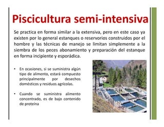 Se practica en forma similar a la extensiva, pero en este caso ya
existen por lo general estanques o reservorios construidos por el
hombre y las técnicas de manejo se limitan simplemente a la
siembra de los peces abonamiento y preparación del estanque
en forma incipiente y esporádica.
Piscicultura semi-intensiva
• En ocasiones, si se suministra algún
tipo de alimento, estará compuesto
principalmente por desechos
domésticos y residuos agrícolas.
• Cuando se suministra alimento
concentrado, es de bajo contenido
de proteína
 