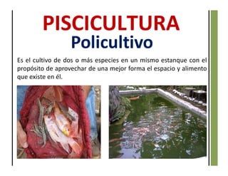 Es el cultivo de dos o más especies en un mismo estanque con el
propósito de aprovechar de una mejor forma el espacio y alimento
que existe en él.
Policultivo
 