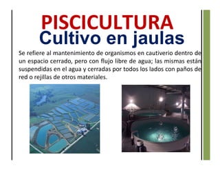 Se refiere al mantenimiento de organismos en cautiverio dentro de
un espacio cerrado, pero con flujo libre de agua; las mismas están
suspendidas en el agua y cerradas por todos los lados con paños de
red o rejillas de otros materiales.
Cultivo en jaulas
 