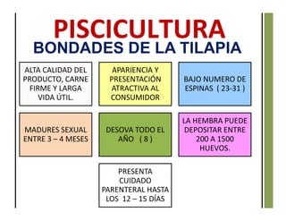 BONDADES DE LA TILAPIA
ALTA CALIDAD DEL
PRODUCTO, CARNE
FIRME Y LARGA
VIDA ÚTIL.
APARIENCIA Y
PRESENTACIÓN
ATRACTIVA AL
CONSUMIDOR
BAJO NUMERO DE
ESPINAS ( 23-31 )
MADURES SEXUAL
ENTRE 3 – 4 MESES
DESOVA TODO EL
AÑO ( 8 )
LA HEMBRA PUEDE
DEPOSITAR ENTRE
200 A 1500
HUEVOS.
PRESENTA
CUIDADO
PARENTERAL HASTA
LOS 12 – 15 DÍAS
 
