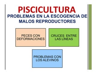 PROBLEMAS EN LA ESCOGENCIA DE
MALOS REPRODUCTORES
PECES CON
DEFORMACIONES
CRUCES ENTRE
LAS LÍNEAS
PROBLEMAS CON
LOS ALEVINOS
 