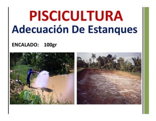 ENCALADO: 100gr
Adecuación De Estanques
 