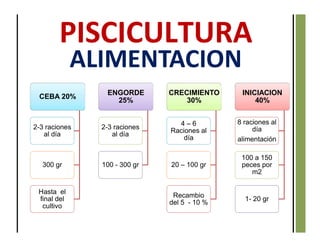 INICIACION
40%
8 raciones al
día
alimentación
100 a 150
peces por
m2
1- 20 gr
CRECIMIENTO
30%
4 – 6
Raciones al
día
20 – 100 gr
Recambio
del 5 - 10 %
ENGORDE
25%
2-3 raciones
al día
100 - 300 gr
CEBA 20%
2-3 raciones
al día
300 gr
Hasta el
final del
cultivo
ALIMENTACION
 