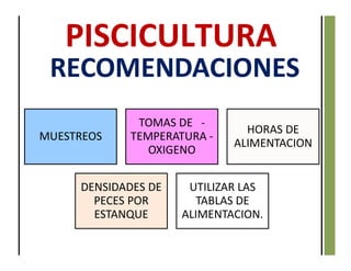 RECOMENDACIONES
MUESTREOS
TOMAS DE -
TEMPERATURA -
OXIGENO
HORAS DE
ALIMENTACION
DENSIDADES DE
PECES POR
ESTANQUE
UTILIZAR LAS
TABLAS DE
ALIMENTACION.
 