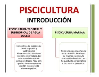 PISCICULTURA TROPICAL Y
SUBTROPICAL DE AGUA
DULCE:
Son cultivos de especies de
peces tropicales y
subtropicales
dulceacuícolas, en cultivo
exterior o invernadero. Los
más extendidos son los
cultivosde tilapia, Pacu o Pa
ngasius, y constantemente
se están incorporando
nuevas especies.
PISCICULTURA MARINA:
Tiene una gran importancia
en el comercio. En el caso
de muchas especies, la
producción de cultivo casi
ha sustituido por completo
a las capturas pesqueras.
INTRODUCCIÓN
 