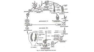 Funaria Cell 8. Vegetative and sexual reproduction in funaria | PPTX