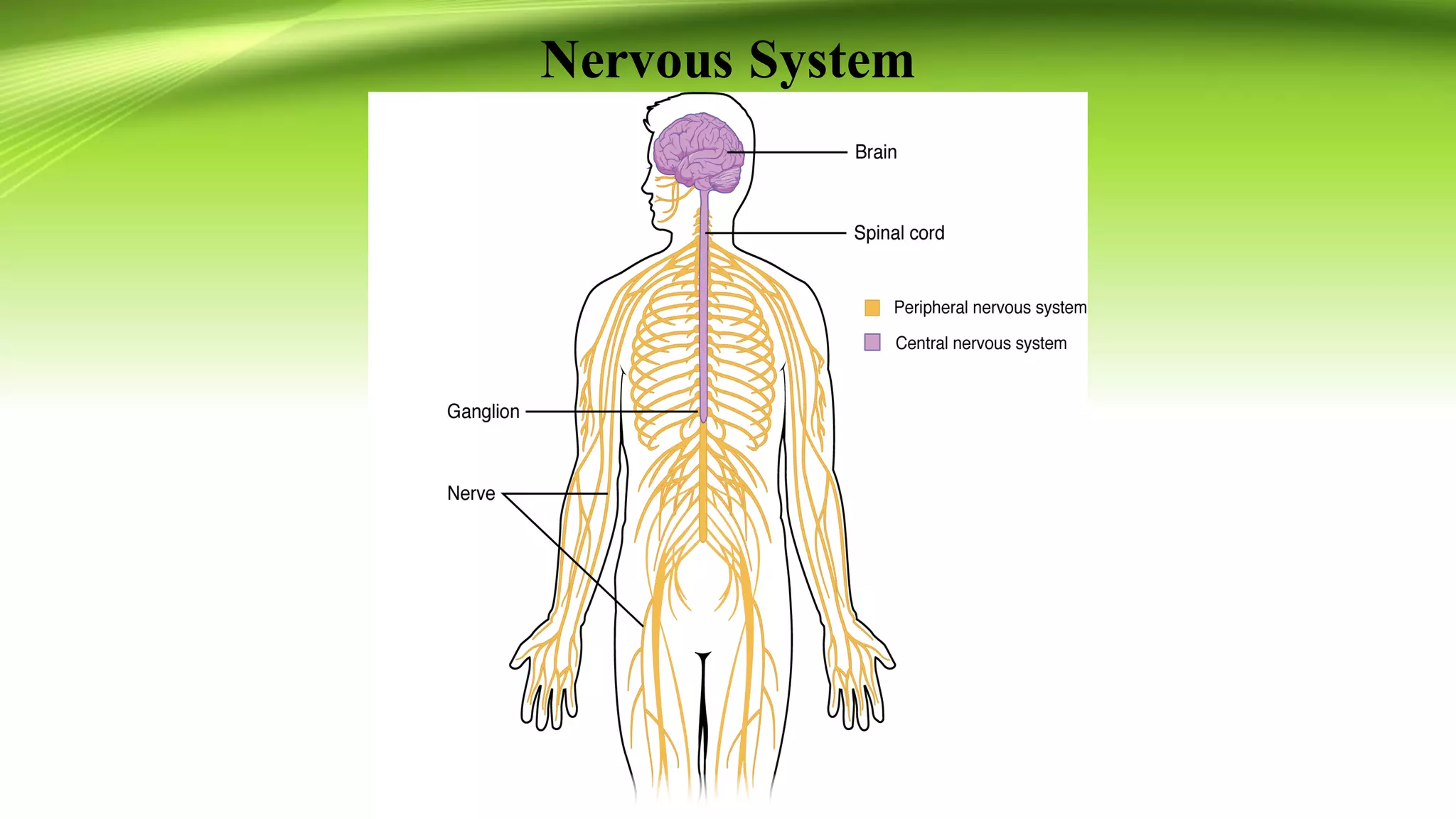 ANATOMY AND PHYSIOLOGY CENTRAL NERVOUS SYSTEM visual data 3