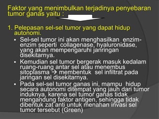 Faktor yang menimbulkan terjadinya penyebaran
tumor ganas yaitu :
1. Pelepasan sel-sel tumor yang dapat hidup
autonomi.
 Sel-sel tumor ini akan menghasilkan enzim-
enzim seperti collagenase, hyaluronidase,
yang akan mempengaruhi janringan
disekitarnya.
 Kemudian sel tumor bergerak masuk kedalam
ruang-ruang antar sel atau menembus
sitoplasma  membentuk sel infiltrat pada
jaringan sel disekitarnya.
 Pada sel-sel tumor ganas ini, mampu hidup
secara autonomi ditempat yang jauh dari tumor
induknya, karena sel tumor ganas tidak
mengandung faktor antigen, sehingga tidak
dibentuk zat anti untuk menahan invasi sel
tumor tersebut (Green)
 