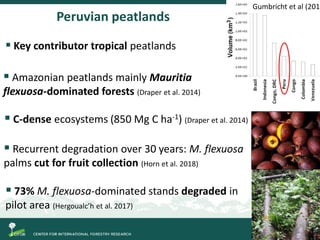 Degradation of palm swamp peatlands in the Peruvian Amazon severely raises emissions of greenhouse gases
