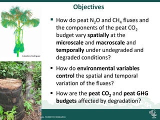 Degradation of palm swamp peatlands in the Peruvian Amazon severely raises emissions of greenhouse gases