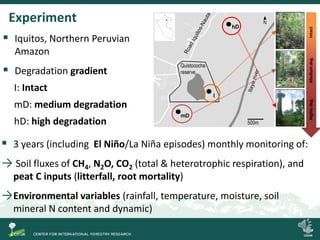Degradation of palm swamp peatlands in the Peruvian Amazon severely raises emissions of greenhouse gases