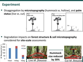 Degradation of palm swamp peatlands in the Peruvian Amazon severely raises emissions of greenhouse gases