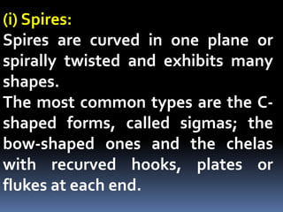 (i) Spires:
Spires are curved in one plane or
spirally twisted and exhibits many
shapes.
The most common types are the C-
shaped forms, called sigmas; the
bow-shaped ones and the chelas
with recurved hooks, plates or
flukes at each end.
 
