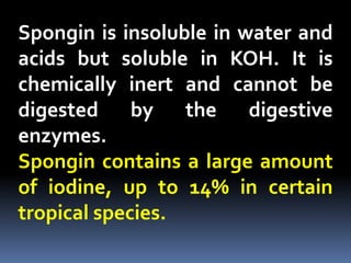 Spongin is insoluble in water and
acids but soluble in KOH. It is
chemically inert and cannot be
digested by the digestive
enzymes.
Spongin contains a large amount
of iodine, up to 14% in certain
tropical species.
 
