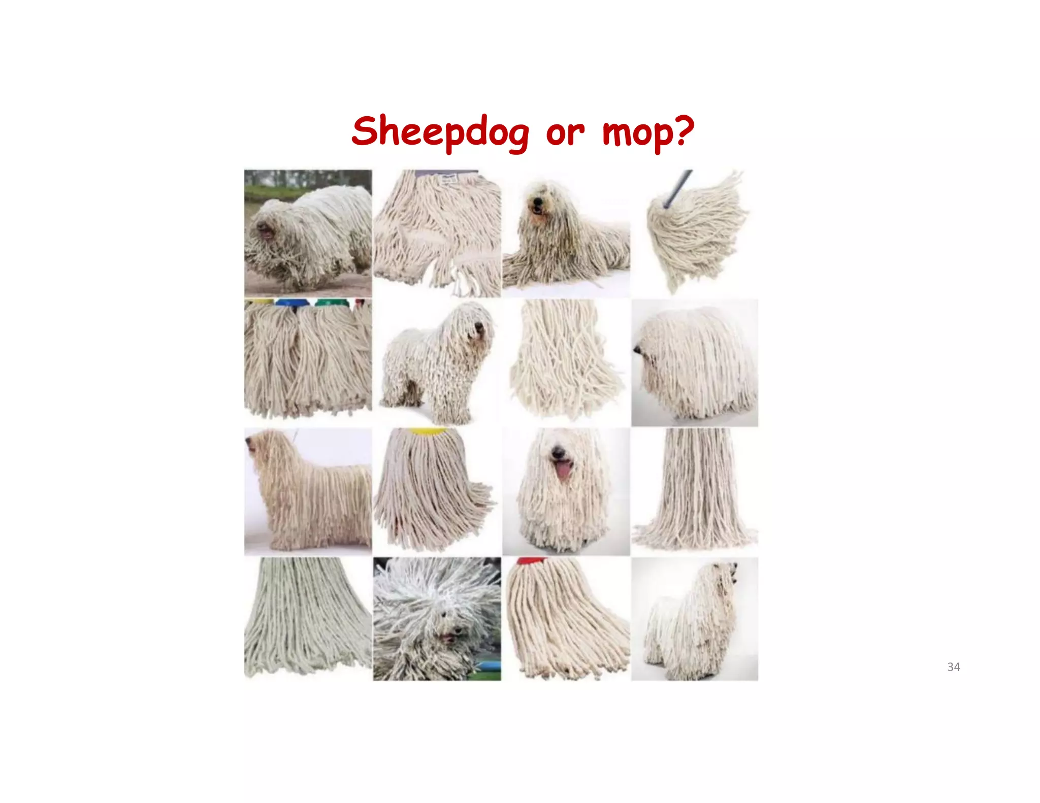 Sheepdog or mop?
34
 