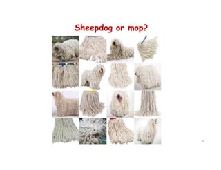 Sheepdog or mop?
34
 