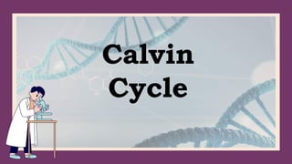 Calvin
Cycle
 