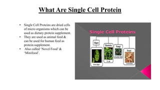 What Are Single Cell Protein
• Single Cell Proteins are dried cells
of micro organisms which can be
used as dietary protein supplement.
• They are used as animal feed &
can be used for human feed as
protein supplement.
• Also called ‘Novel Food’ &
‘Minifood’.
 