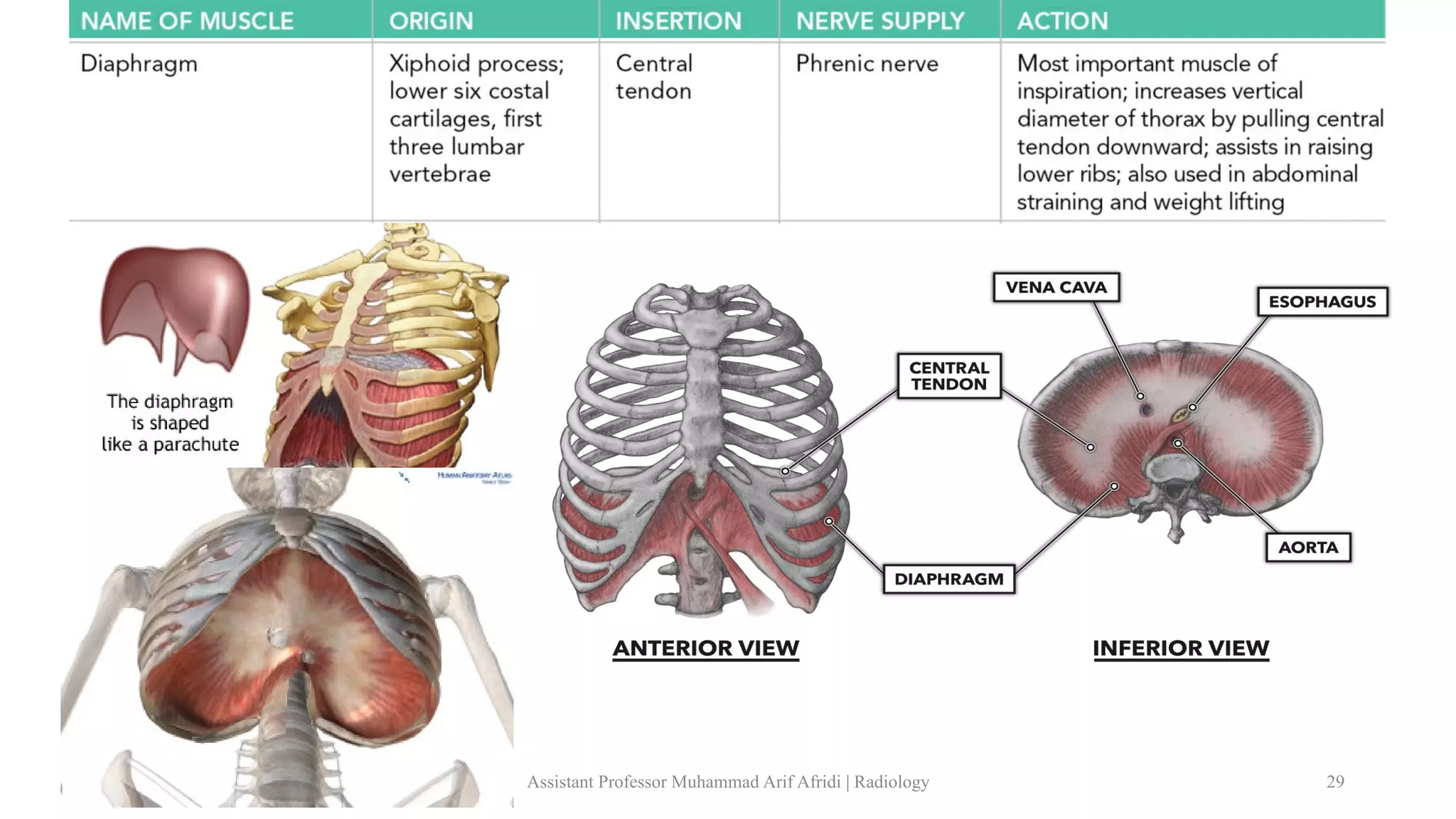 Anatomy of Thoracic Wall.pdf Biology Diagrams