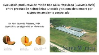 Dr. Raul Saucedo Alderete, PhD.
Especialista en Seguridad en Alimentos
Evaluación productiva de melón tipo Galia reticulada (Cucumis melo)
entre producción hidropónica tutorada y sistema de siembra por
rastreo en ambiente controlado
 