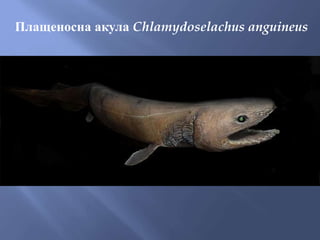 Плащеносна акула Chlamydoselachus anguineus
 