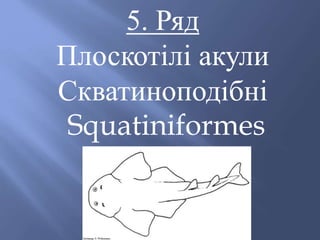 5. Ряд
Плоскотілі акули
Скватиноподібні
Squatiniformes
 