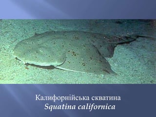 Калифорнійська скватина
Squatina californica
 