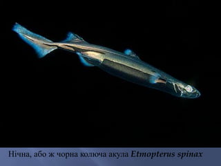 Нічна, або ж чорна колюча акула Etmopterus spinax
 