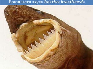 Isistius brasiliensis
Бразильска акула Isistius brasiliensis
 