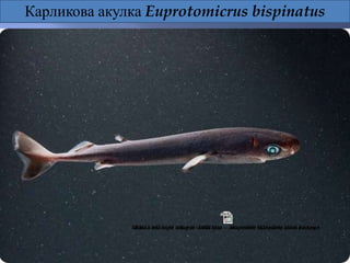 Карликова акулка Euprotomicrus bispinatus
 